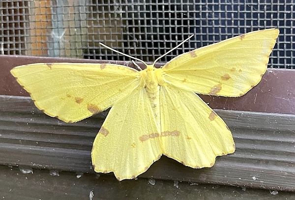 Crocus Geometer