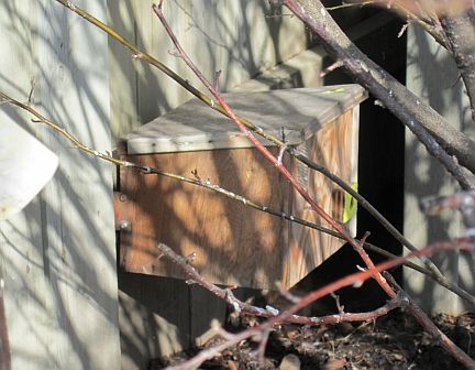 Bumble Bee House located out of the way in the corner of the yard behind a bush.