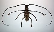 Beetle Anatomy - Ventral