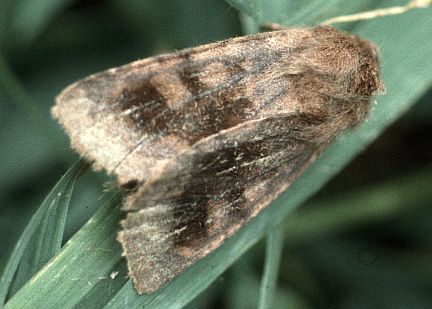 Bronzed Cutworm Moth